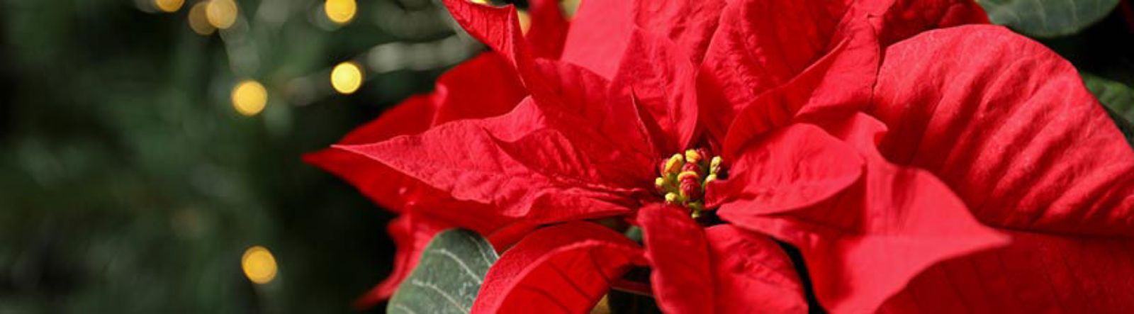 Poinsettia, l’étoile de Noël